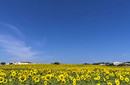 Cultivan girasoles para combatir la radiactividad en Japón