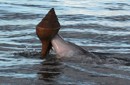 Los delfines innovan y usan conchas para pescar