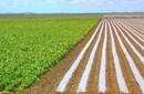 Plantas que crecen en cualquier estación del año (Yale)