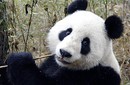 Pandas gigantes: ?Su sangre podría salvar a la humanidad de enfermedades?