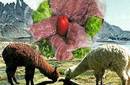 La Universidad de León analiza la carne de alpaca como alternativa para el consumo humano