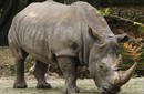 Adiós, Rinoceronte Negro? un mamífero más que se extingue