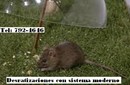 servicio de desratizacion, eliminacion de ratas, pericotes, control de ratas