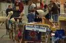 CONCURSO EUROPEO DE LLAMAS Y ALPACAS EN FRANCIA