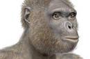 El antepasado más antiguo del hombre, hallazgo científico del año, según 'Science'