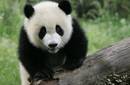 Los genes del Oso Panda muestran que es carnívoro aunque se alimente de bambú