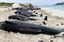 Aparecieron 125 ballenas muertas en dos playas