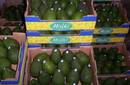 Palta Hass de Perú obtiene autorización de EEUU para ingreso a su mercado