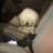maxel