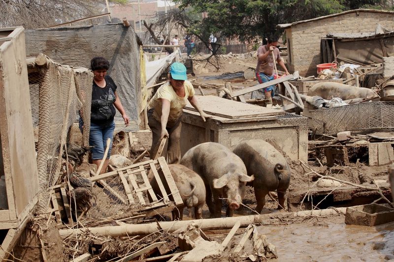 Al menos 80 viviendas del distrito de Chosica, quedaron inhabitables y en riesgo de colapsar tras el desborde del río Huaycoloro en la zona de Leticia