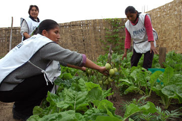 Biohuertos en la cuidad de trujillo