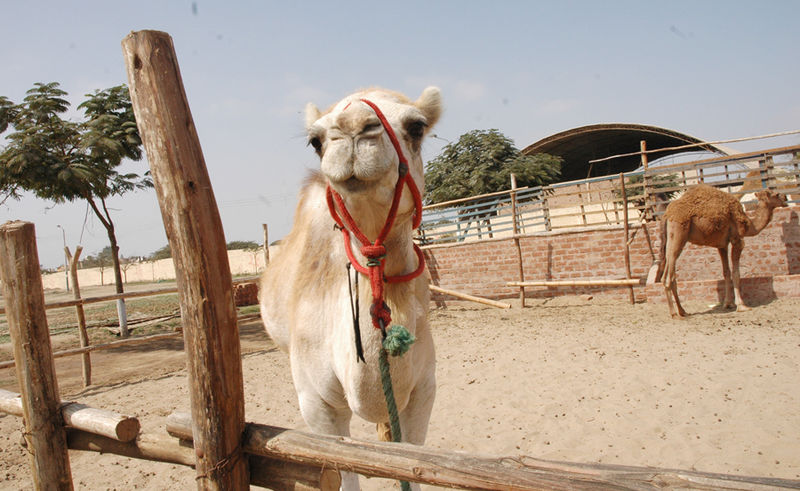 Los camellos, fuente de mitos populares, al punto que se dice que pueden sobrevivir durante semanas sin agua, ni comida