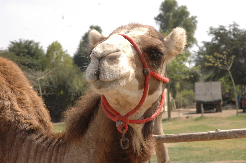 Los camellos, fuente de mitos populares, al punto que se dice que pueden sobrevivir durante semanas sin agua, ni comida