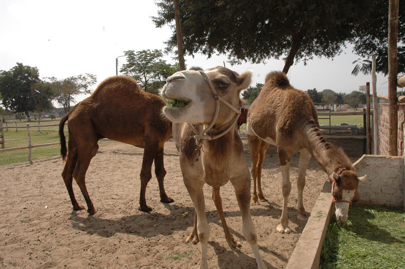 Los camellos, fuente de mitos populares, al punto que se dice que pueden sobrevivir durante semanas sin agua, ni comida