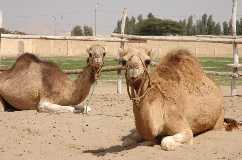 Los camellos, fuente de mitos populares, al punto que se dice que pueden sobrevivir durante semanas sin agua, ni comida