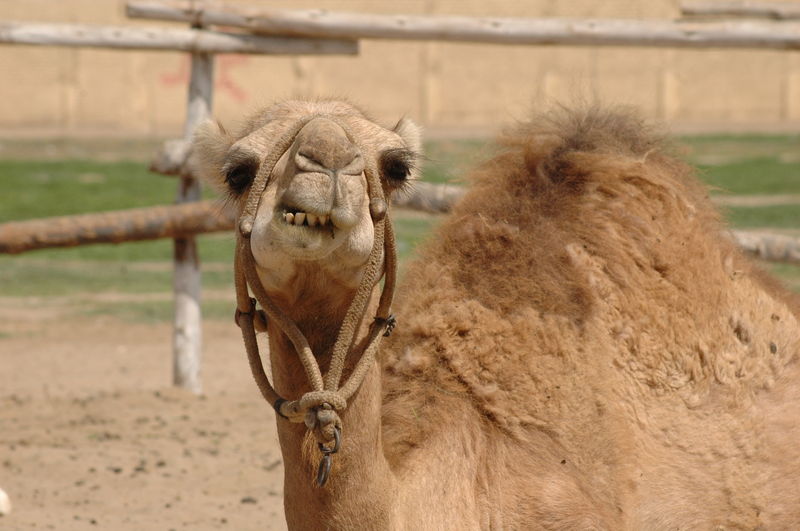 Los camellos, fuente de mitos populares, al punto que se dice que pueden sobrevivir durante semanas sin agua, ni comida