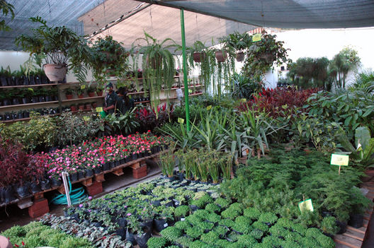 Flores y plantas en chosica