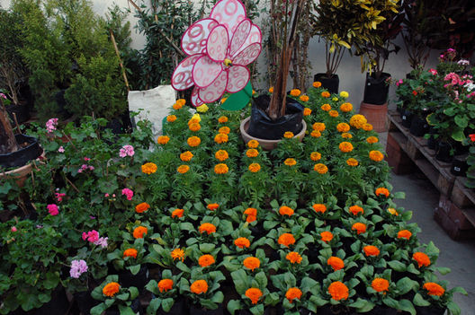 Flores y plantas en chosica