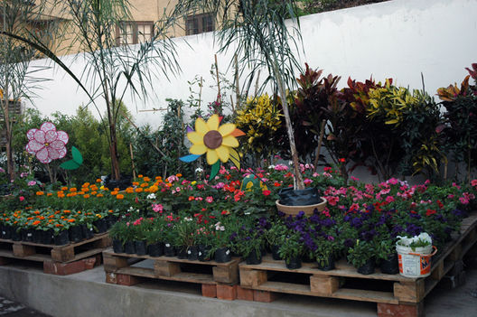 Flores y plantas en chosica