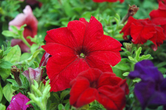 Flores y plantas en chosica