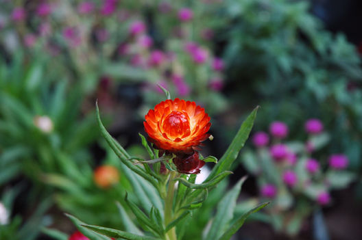 Flores y plantas en chosica