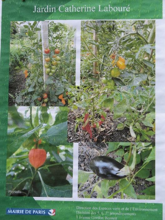 Un Biohuerto Público en París: El Jardín Catherine Labouré