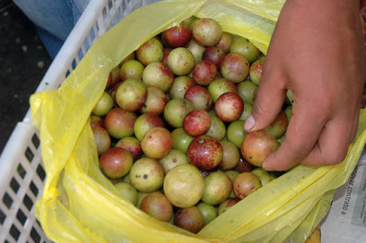 El  Camucamu