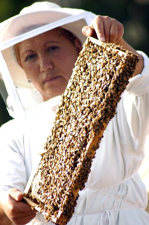 Vitapolen, Criadero de Abejas