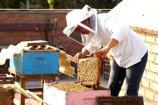 Vitapolen, Criadero de Abejas