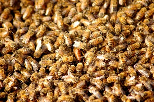 Vitapolen, Criadero de Abejas