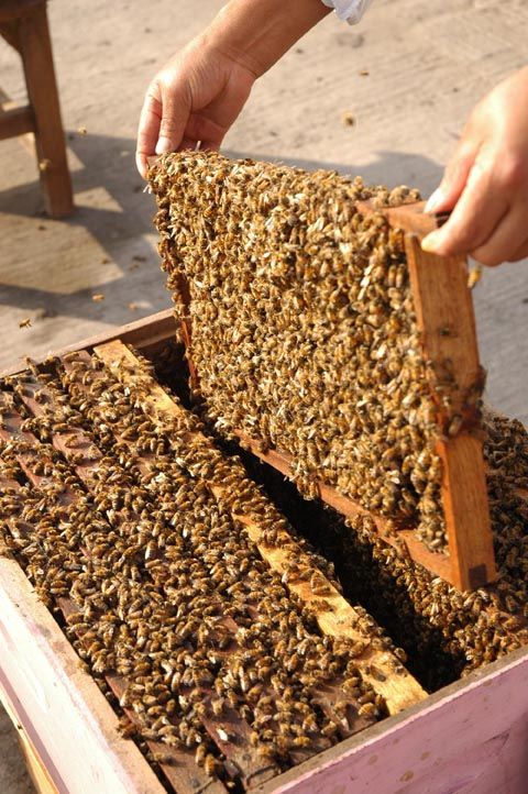Vitapolen, Criadero de Abejas