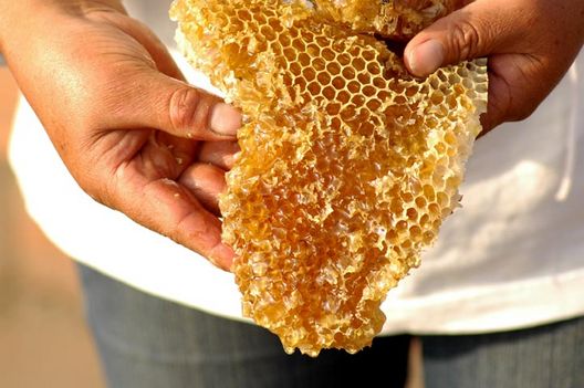Vitapolen, Criadero de Abejas