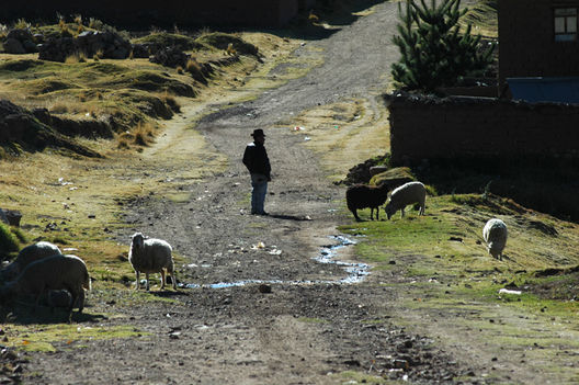 puno