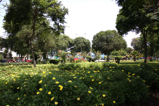 Parque las Camelias. Lince