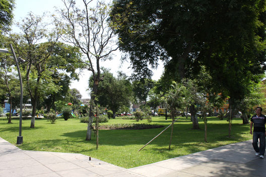 Parque las Camelias. Lince