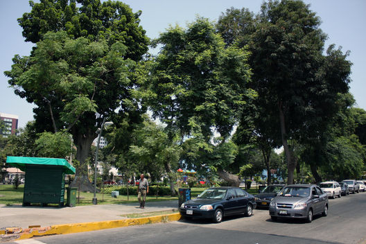 Parque las Camelias. Lince