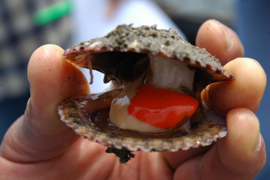 Puerto del Callao, pescadores