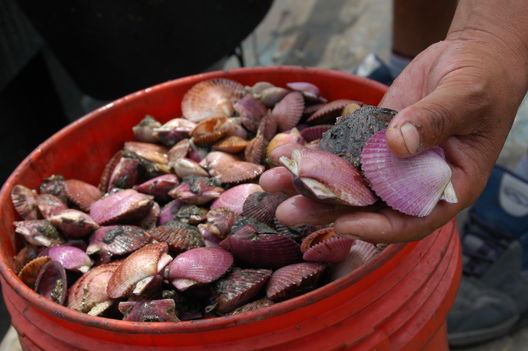 Puerto del Callao, pescadores