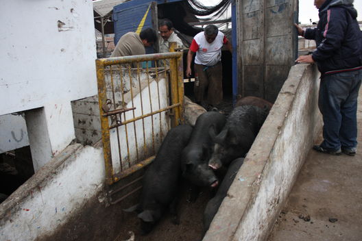 Personal de Trabajadores en el Camal de Yerbateros