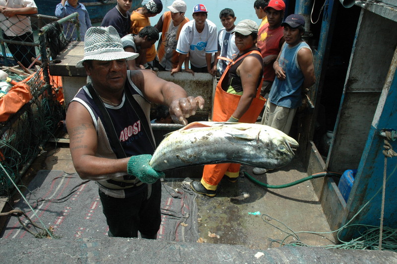 Pescadores artesanales laboran en el puerto del Callao, el primer puerto del Perú