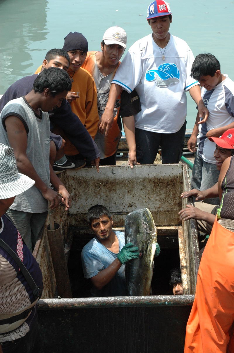 Pescadores artesanales laboran en el puerto del Callao, el primer puerto del Perú
