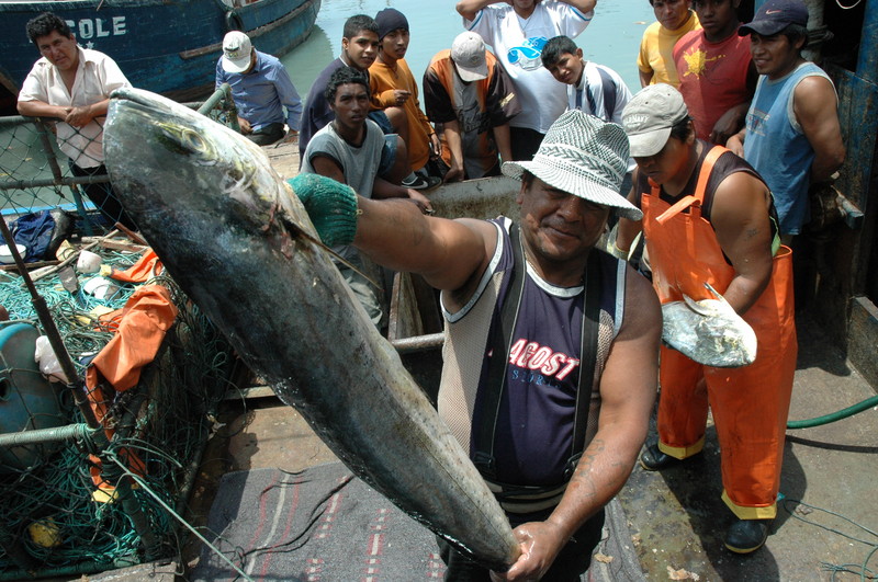 Pescadores artesanales laboran en el puerto del Callao, el primer puerto del Perú