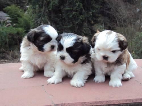 Perros, mascotas, en el Parque Kennedy de Miraflores