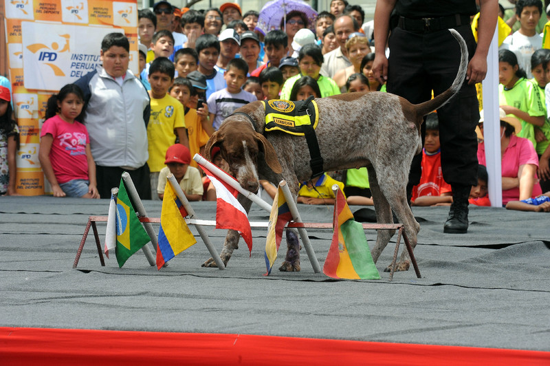 Policía canina realizó una exhibición en el Congreso de la República