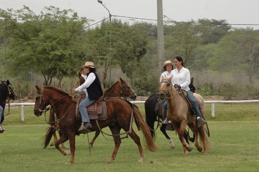 Caballos de paso en el norte del Perú, en la Región Piura