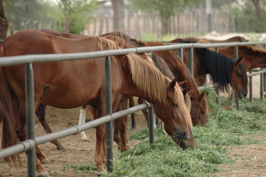 Caballos de paso en el norte del Perú, en la Región Piura