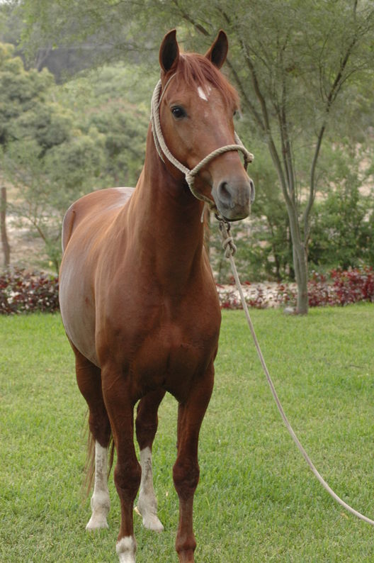 Caballos de paso en el norte del Perú, en la Región Piura