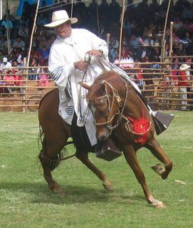 Caballos de paso en el norte del Perú, en la Región Piura