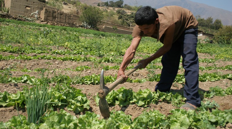 Agricultores de diferentes líneas productivas en pleno trabajo