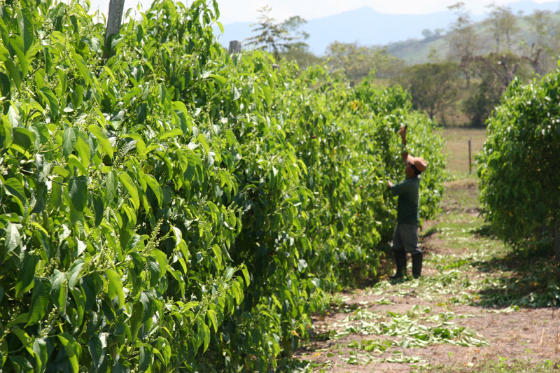 Productos Naturales Santa Natura es la empresa de productos naturales más exitosa y representativa del Perú